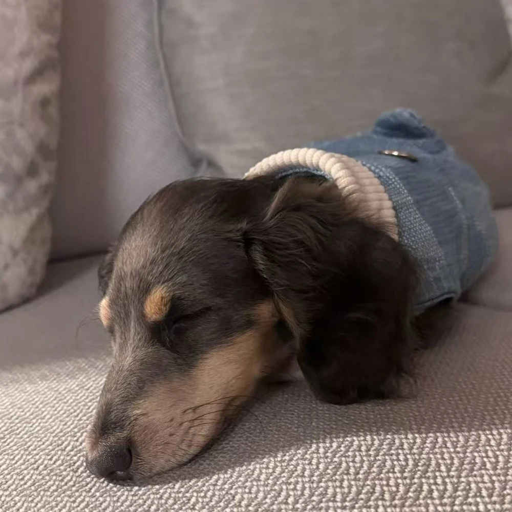 Abrigo vaquero para perro salchicha – Cálido y cómodo para primavera - imagen 5