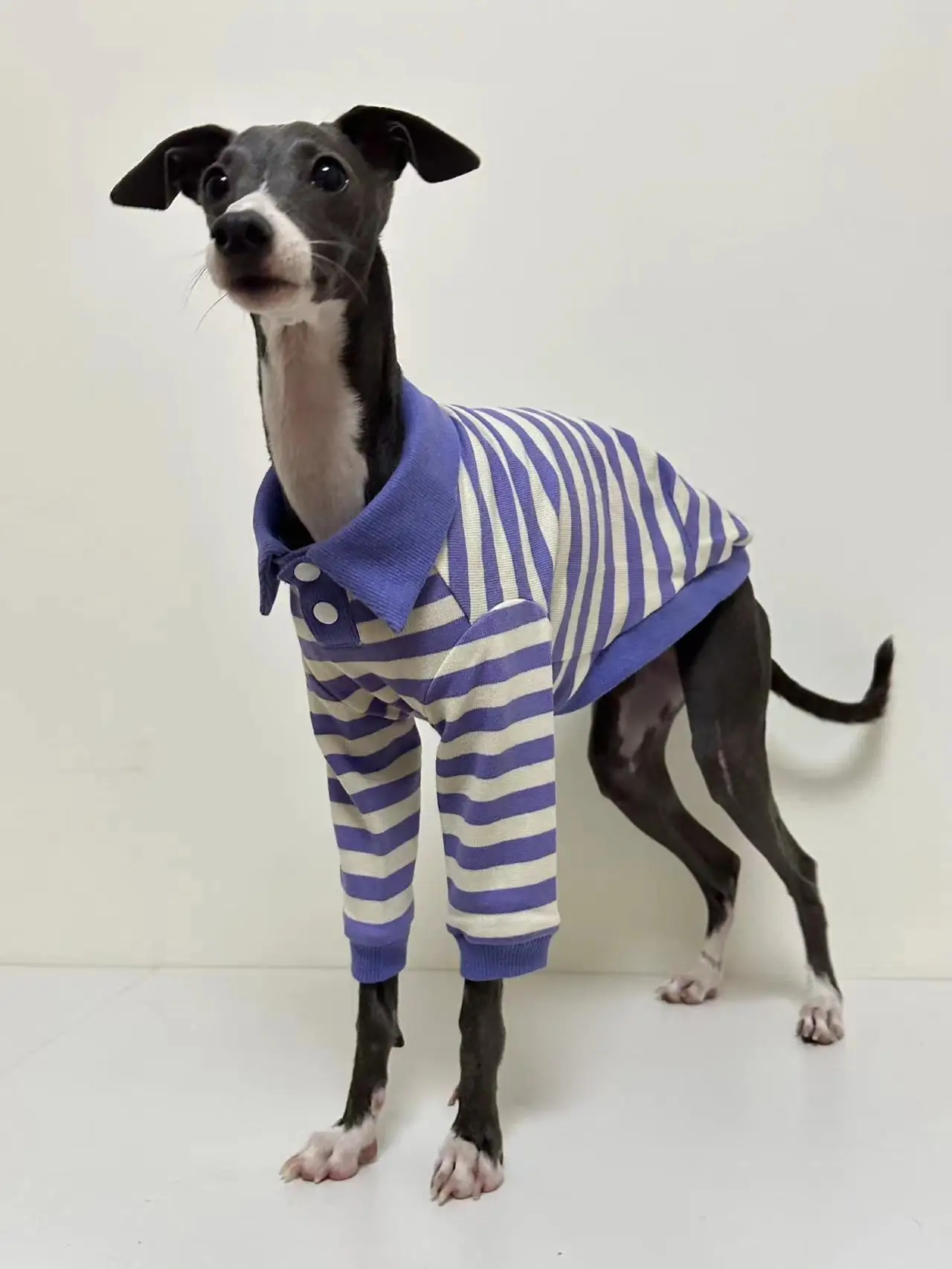 Camisa POLO de algodón puro para perro, ropa elástica de galgo italiano Whippet Bellington, rayas moradas, Otoño e Invierno - imagen 3