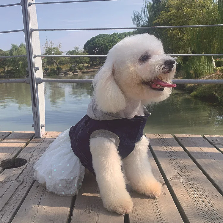 Ropa para perros pequeños, Otoño e Invierno, peluche Bichon, cachorros de Pomerania, ropa bonita de moda para mascotas, ropa de cuatro patas, ropa de algodón para invierno - imagen 2