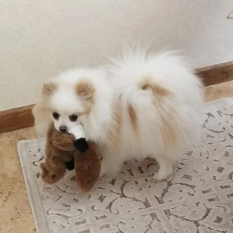 Juguete de peluche para masticar perros, 45/60CM, con chirriador, forma de Animal para perros pequeños y medianos, cachorros, zorro, Wolfdog, ardilla, León, Tigre, leopardo - imagen 5