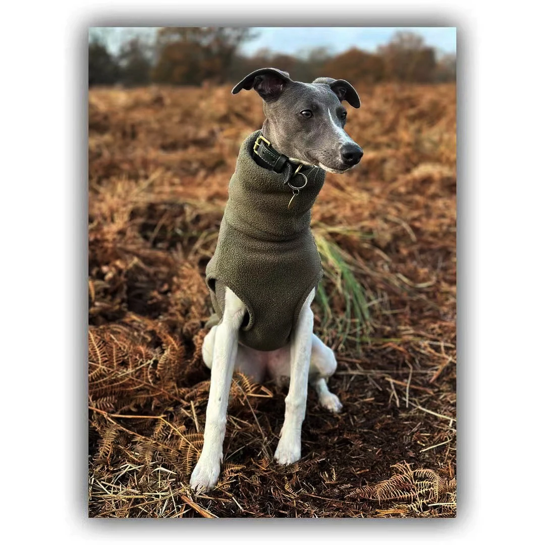 Suéteres de lana |   Galgo, Whippet y Galgo Italiano Ropa Chaleco Cuello Alto Polar - imagen 2