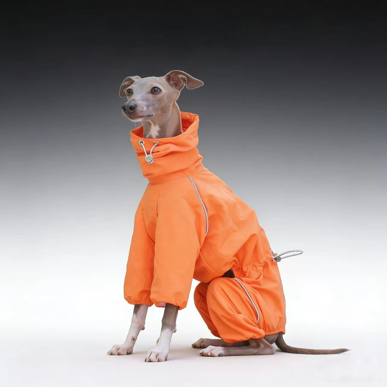 Chaqueta impermeable para Galgo Italiano y Whippet – Cortavientos