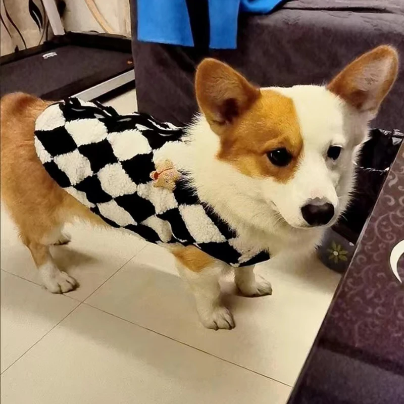 Perro con suéter en paseo diario