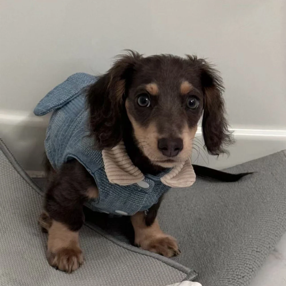 Abrigo vaquero para perro salchicha – Cálido y cómodo para primavera - imagen 4