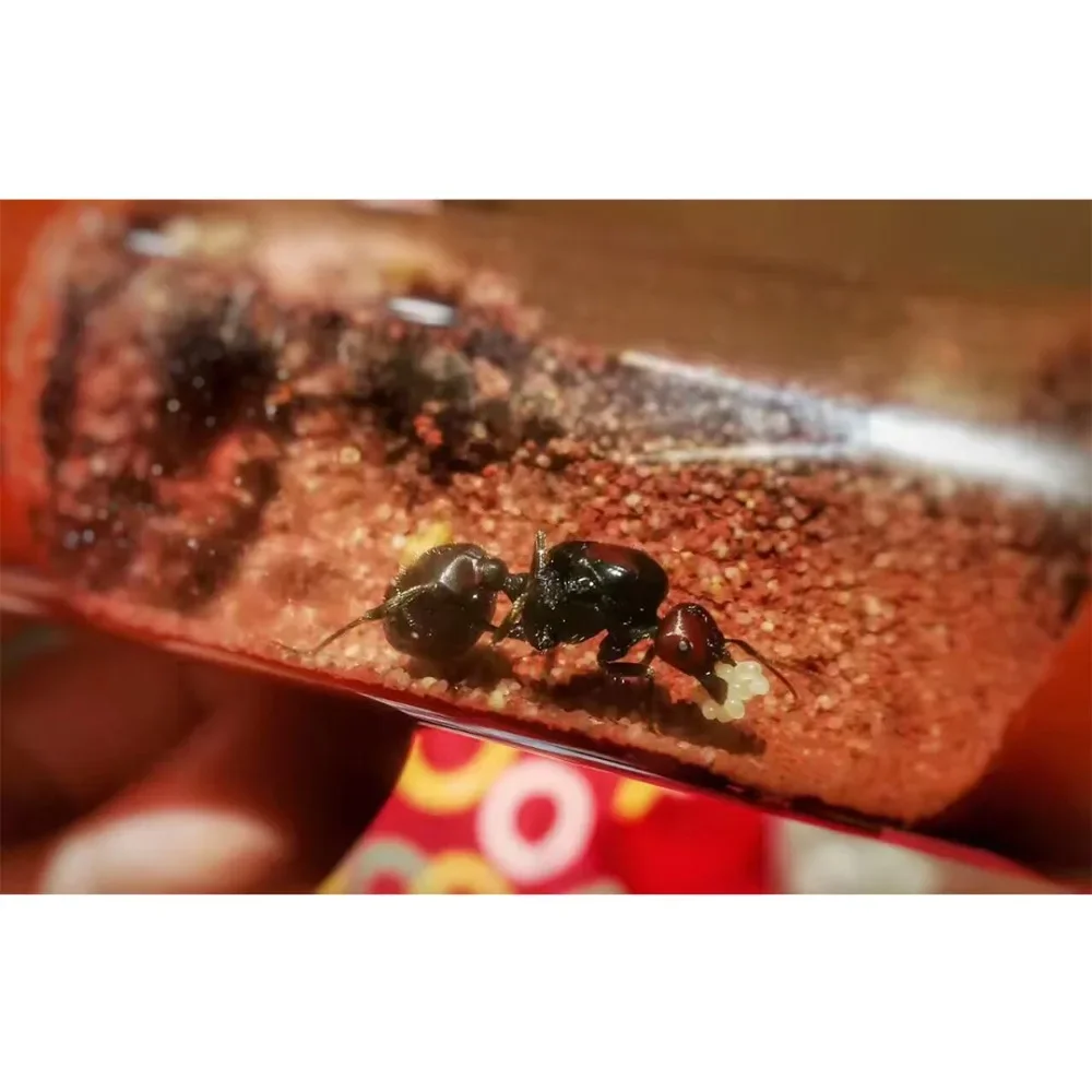 Various Sizes Ant Farm House Bamboo Test Tube Ant Nest Plaster Tube for Ant House Gypsum Pet Anthill Workshop Villa Queen Home - imagen 5