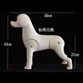 Bichon skeleton