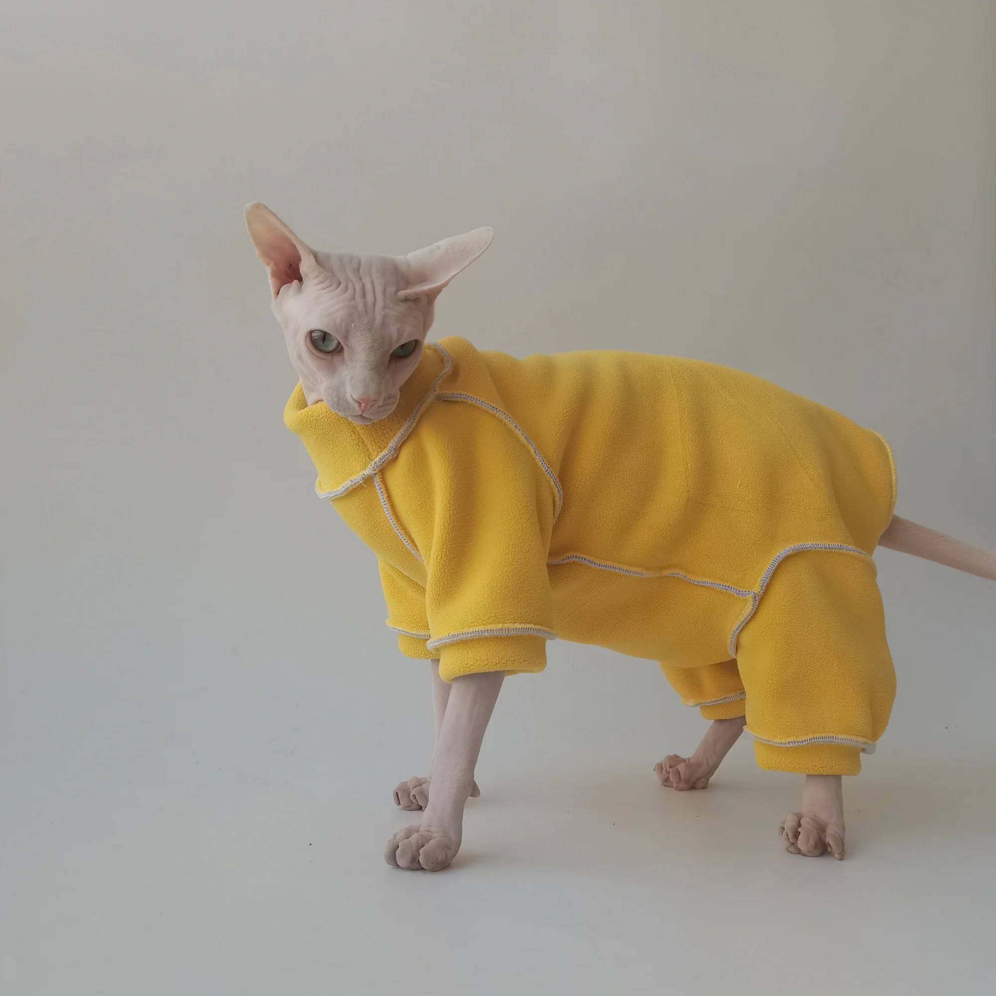 Gato feliz con la sudadera puesta