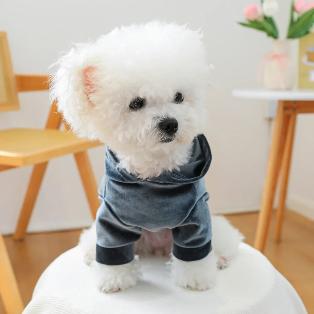 Sudadera con capucha de terciopelo para mascotas, ropa para perros/gatos, otoño/invierno, nueva Sudadera con capucha de terciopelo, ropa de diseñador para perros, sudaderas con capucha para perros - imagen 3