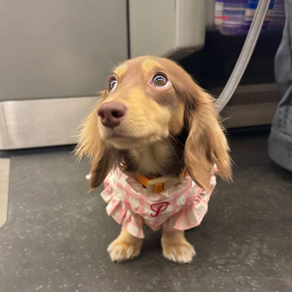 Chaleco con mangas para perros salchicha primavera verano cuadros rosa - imagen 5