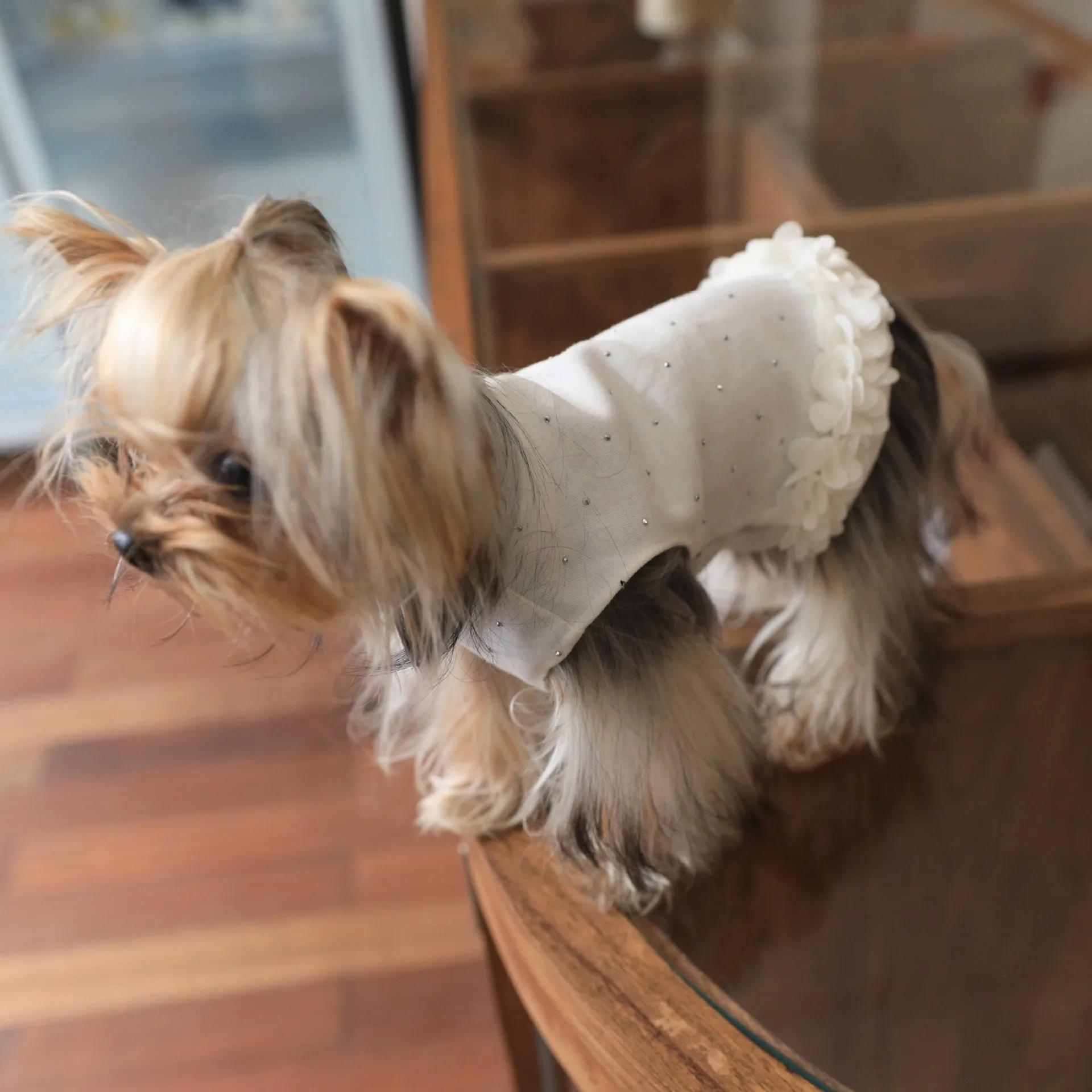 Camisa básica de Color sólido para mascotas, camiseta para gatos, dobladillo de encaje, vestido para perros y gatos, vestidos para perros pequeños, ropa para cachorros - imagen 3