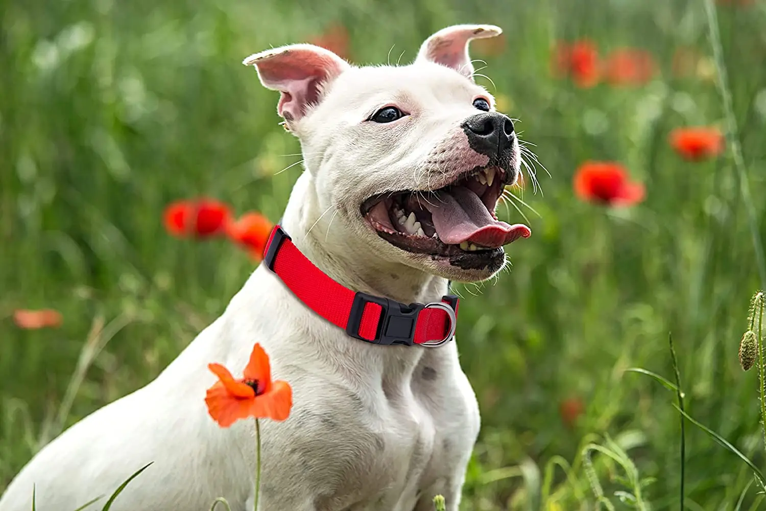 Collar de perro de nailon básico duradero con liberación rápida ajustable para perros medianos extra pequeños, accesorios de suministros de entrenamiento para mascotas - imagen 4