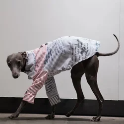 Abrigo de punto para Whippet y Galgo pequeño – Otoño e invierno