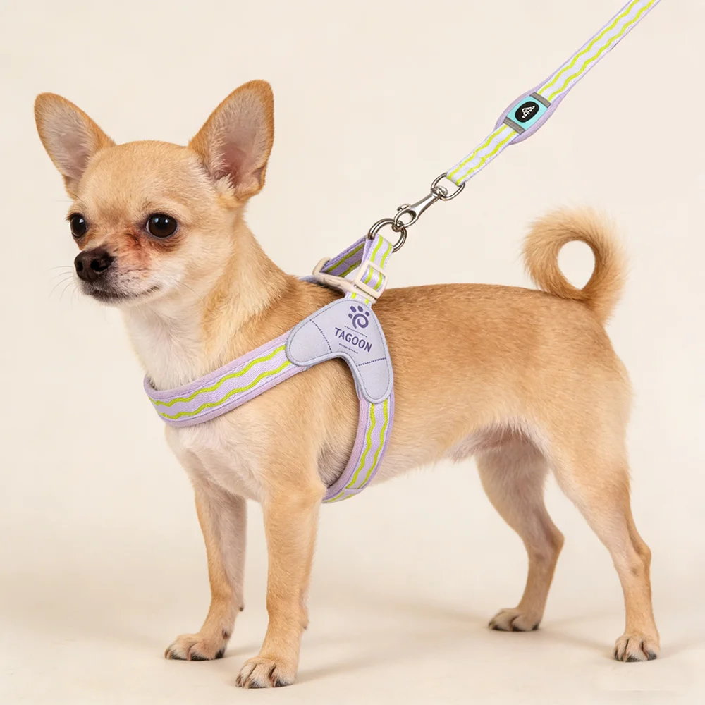Arnés acolchado para perros pequeños con correa – Chihuahua y Caniche - imagen 5