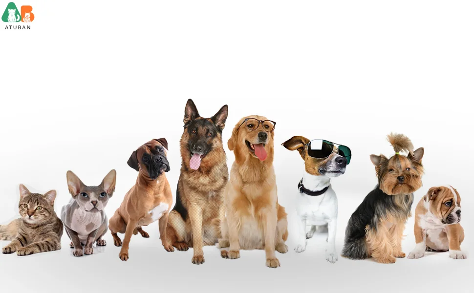 cat dog clothes pet clothes