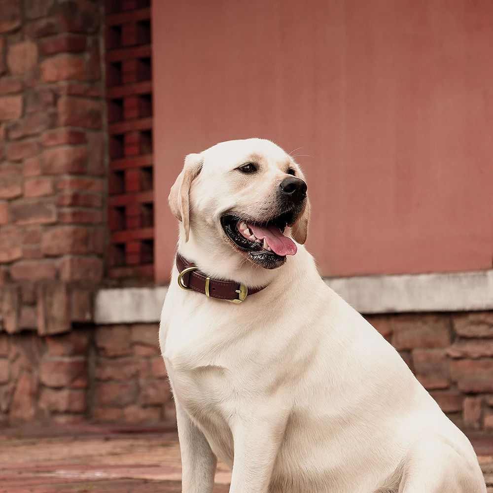 Collar de cuero ajustable para perros pequeños, medianos y grandes - imagen 5