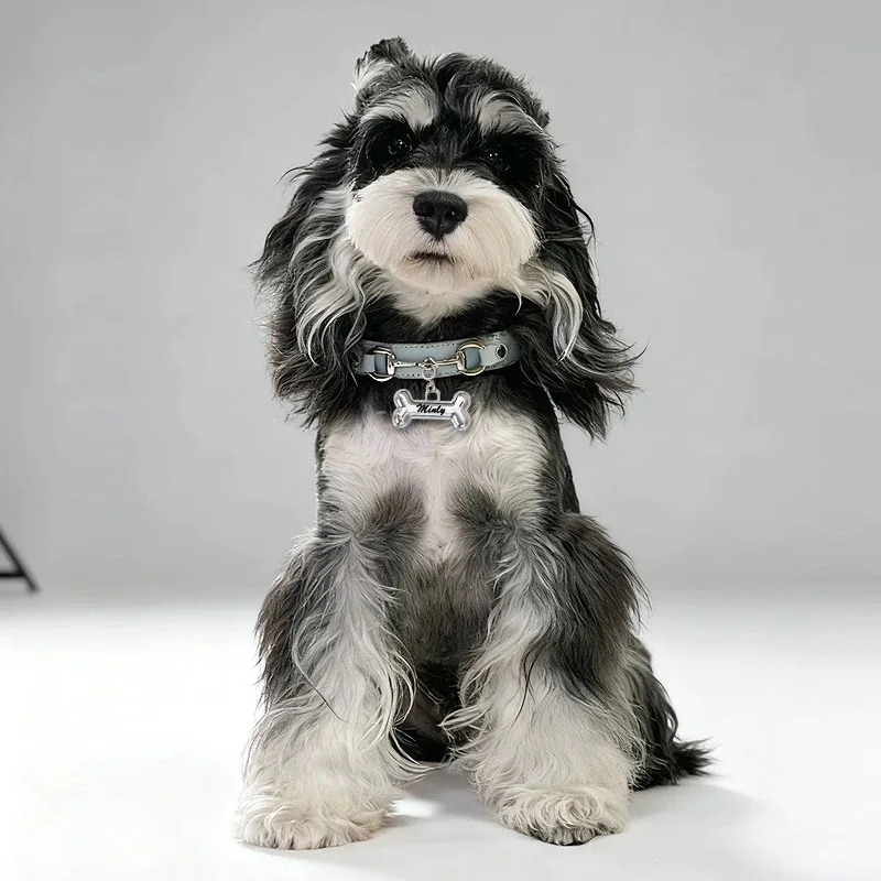 Collar personalizado con nombre para perro y correa multifuncional - imagen 3
