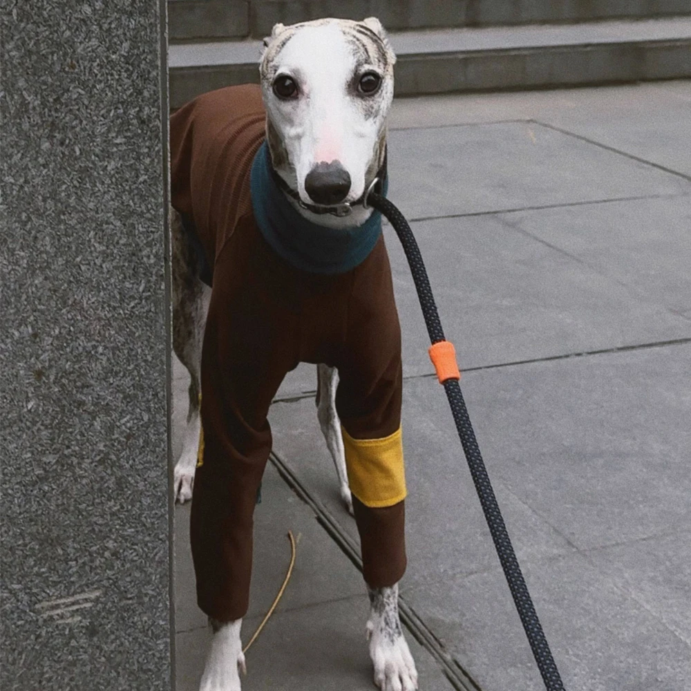 Jersey elástico de algodón para galgo italiano – Primavera - imagen 5