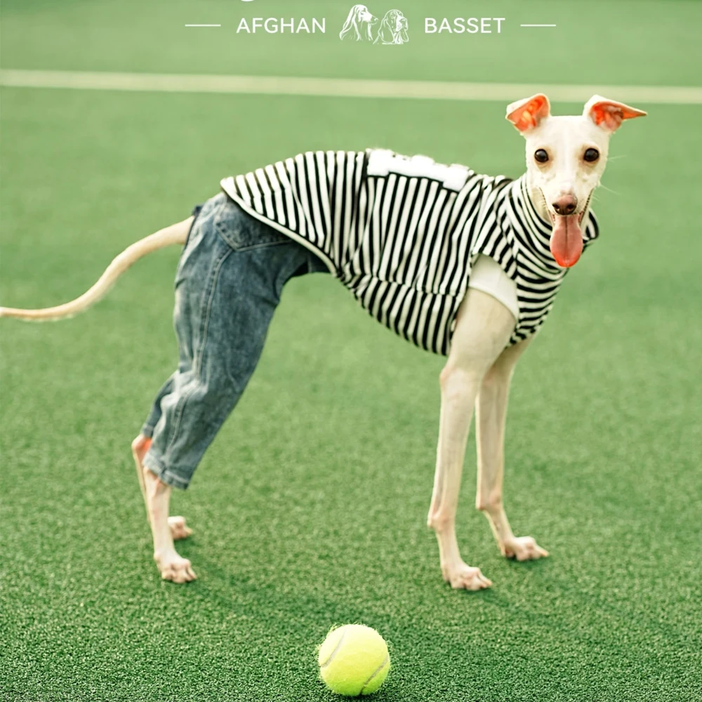 Camisa de algodón a rayas para Whippet y Galgo Italiano – Chaleco - imagen 3