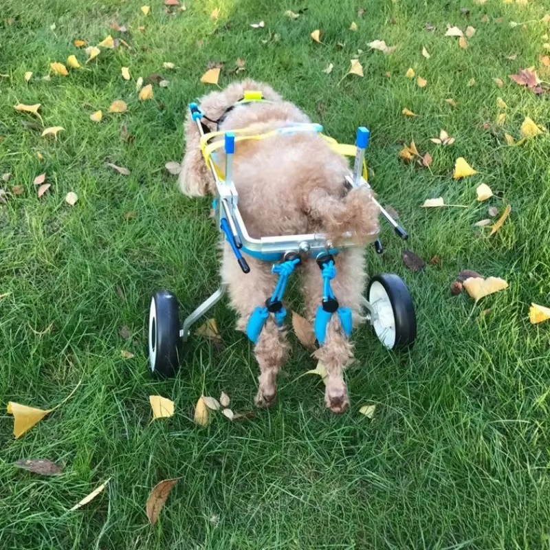 Silla de ruedas para perros y gatos discapacitados con ajuste - imagen 3