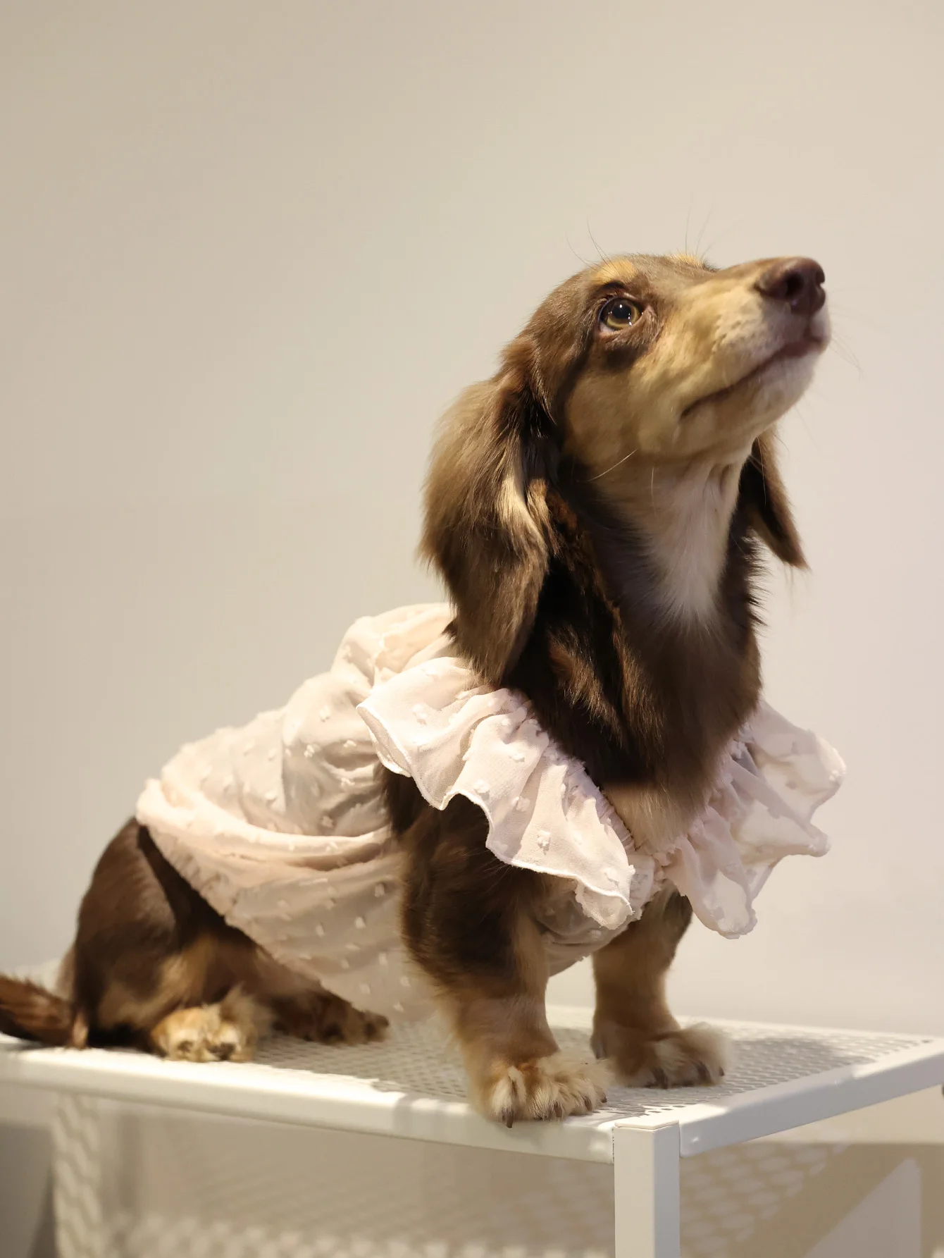 Vestidos para perros pequeños, gatos, ropa para cachorros, vestidos de princesa de verano para mascotas, falda de encaje para perros y niñas, ropa para perro salchicha - imagen 3