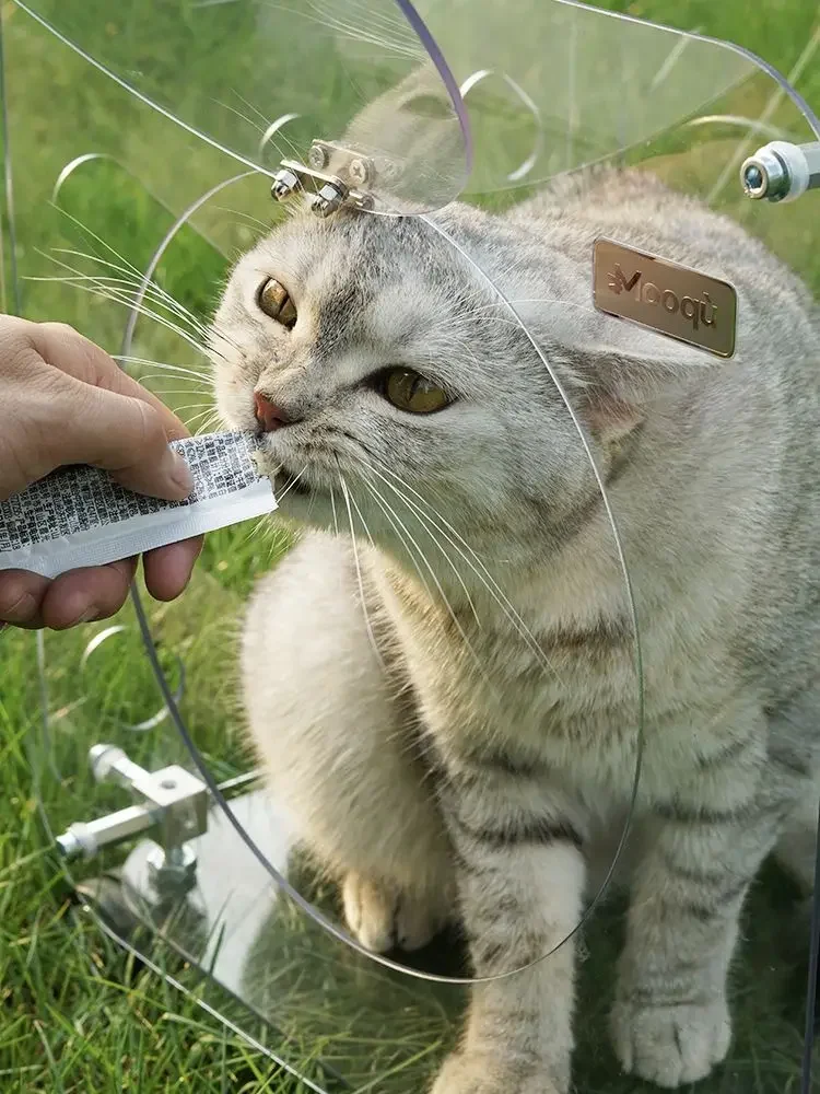 Caja de carro para mascotas, equipaje de mano transparente portátil, Maleta de viaje, estuche de aerolínea, portadores de gran capacidad, accesorios para perros - imagen 3