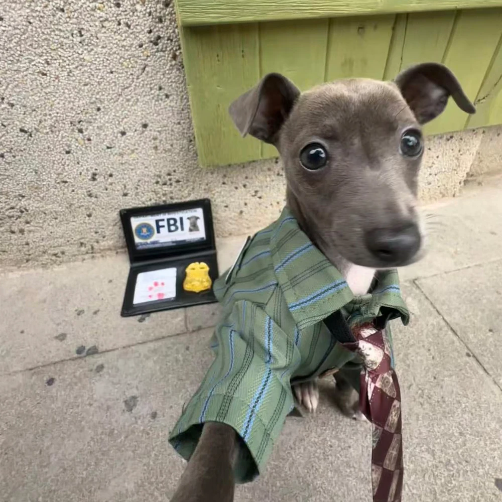Camiseta de algodón con lazo para perros pequeños - Galgo italiano - imagen 2