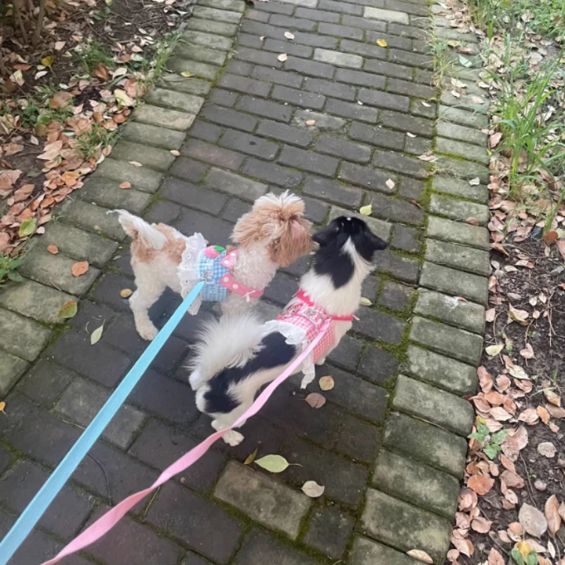 Arnés transpirable para gato con cuerda exterior y peluche fresa - imagen 5