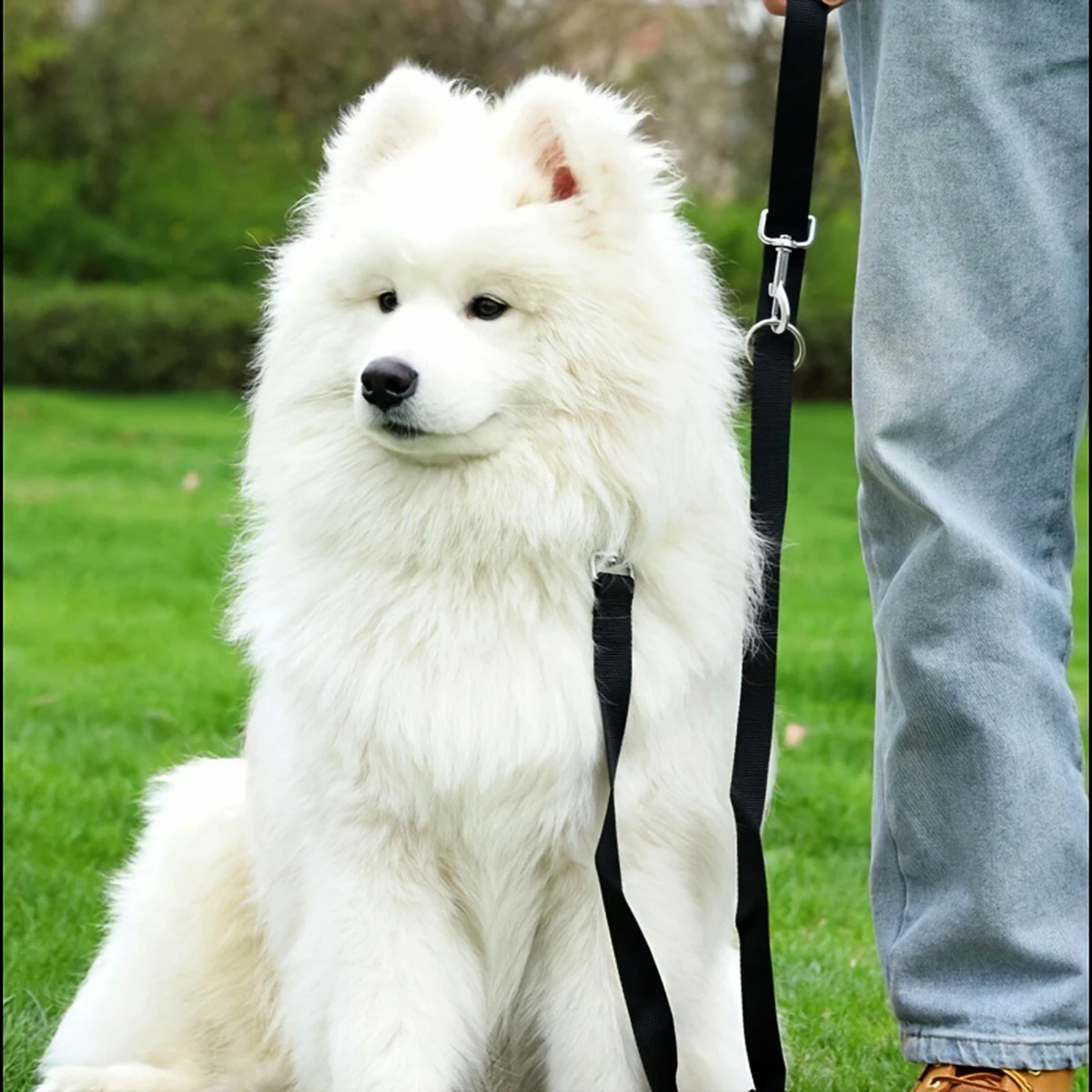 Correa para perro multifunción de Color sólido, traje para hogares de mascotas múltiples, 1 ud. - imagen 4