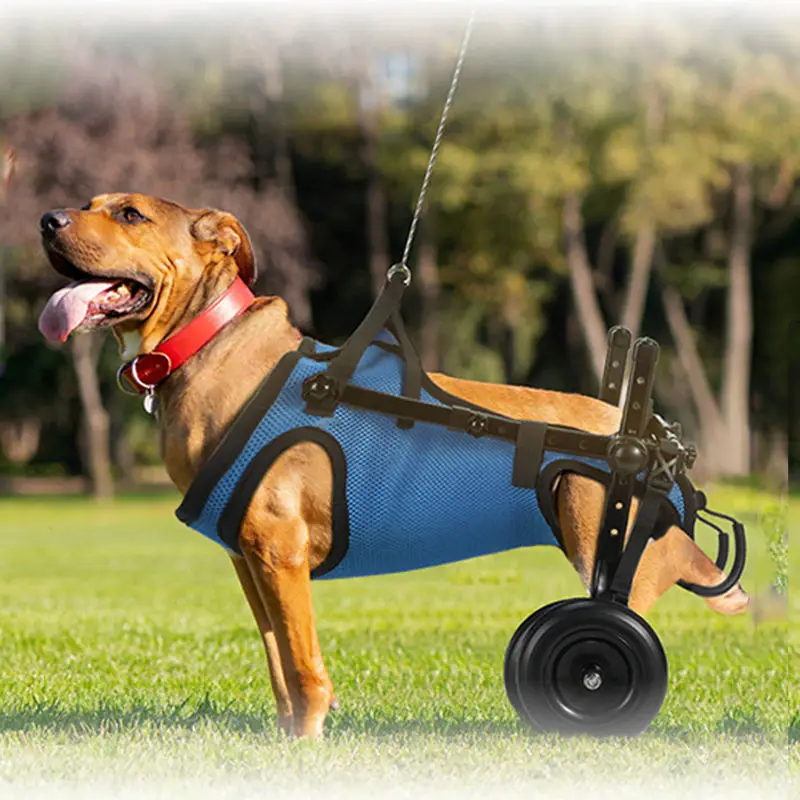 Carrito de movilidad para perros con problemas en las patas traseras