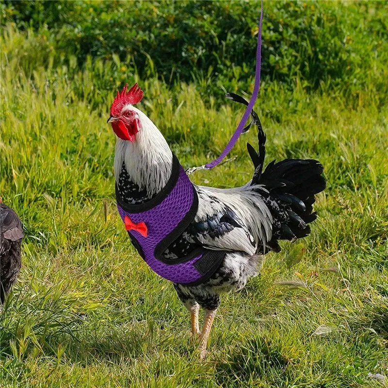 Arnés de moda transpirable para gallinas y patos con collar y correa - imagen 5