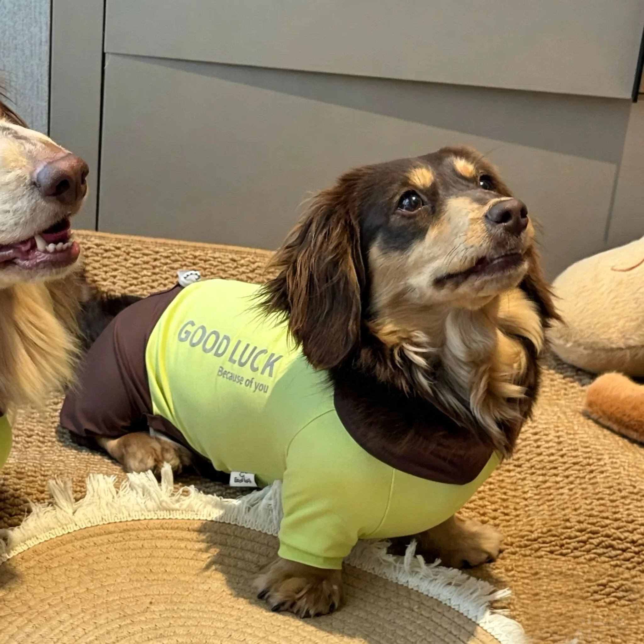 Camiseta refrescante verano para Dachshund – Resistente insectos y transpirable - imagen 3