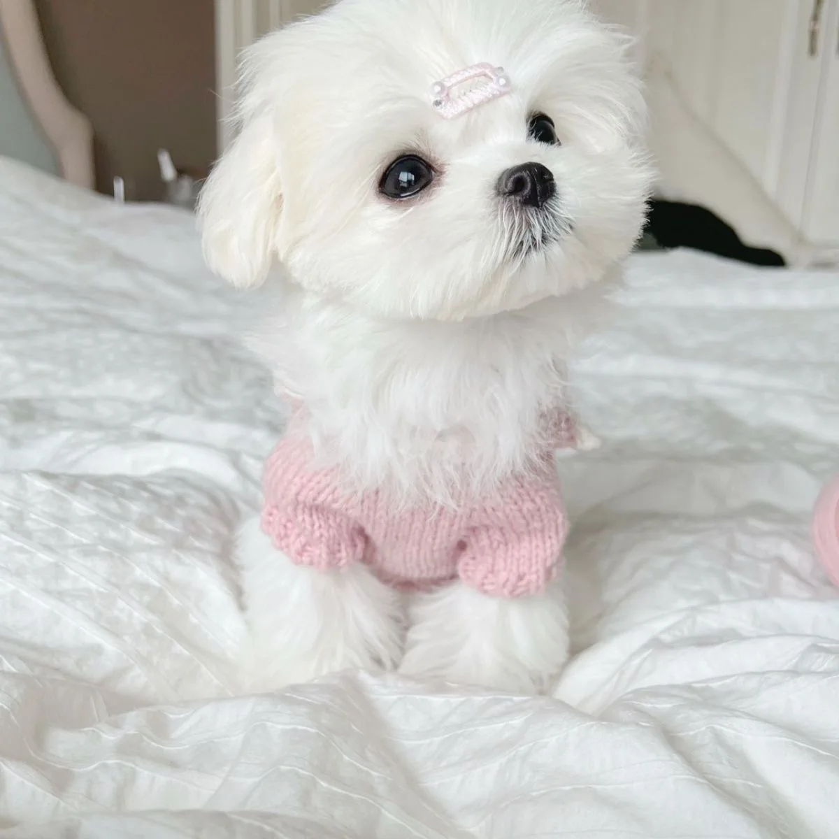 Suéter con cuello de otoño/invierno para mascotas, abrigo de peluche para gatos, abrigo inferior de punto para perros pequeños, ropa para cachorros, ropa para perros pequeños - imagen 3