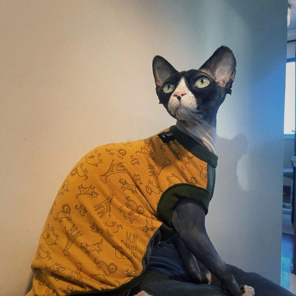 Chaleco de verano de dinosaurio de dibujos animados para gato sin pelo Camiseta de camión sin mangas de moda para Esfinge en primavera Mono suave para cachorros - imagen 5