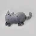 grey cat