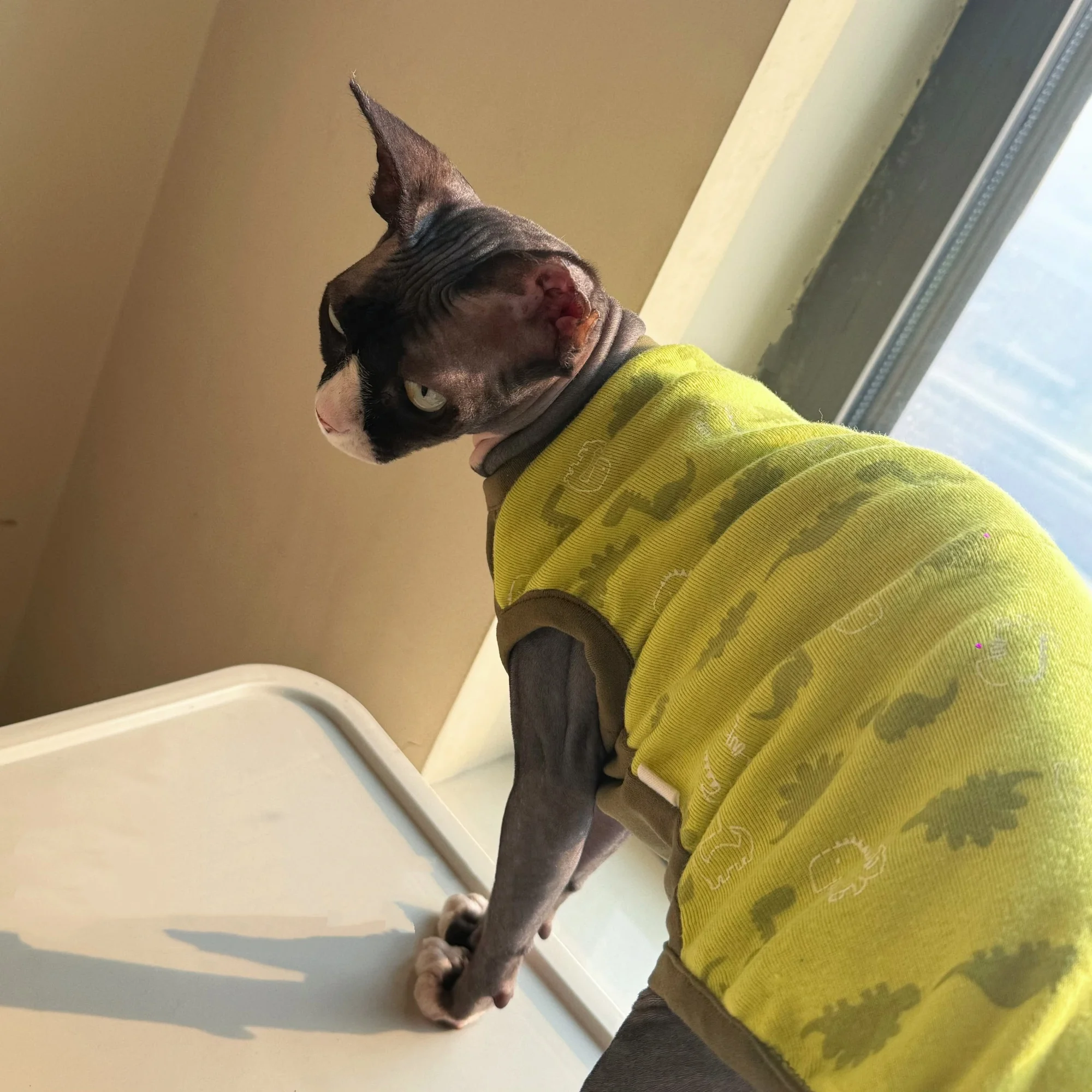Chaleco de algodón para Sphynx y Devon Rex con diseño dinosaurio - imagen 5
