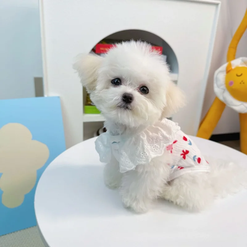 Falda Floral de encaje para mascotas, camiseta sin mangas fina de verano, abrigo con cuello de encaje a rayas, chaleco para perros y gatos, ropa transpirable para perros pequeños - imagen 3