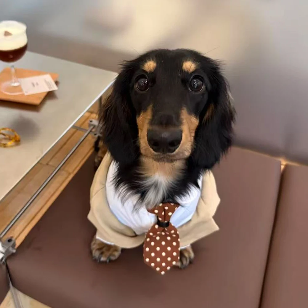 Traje formal para perro Dachshund con corbata marrón – Bodas - imagen 2