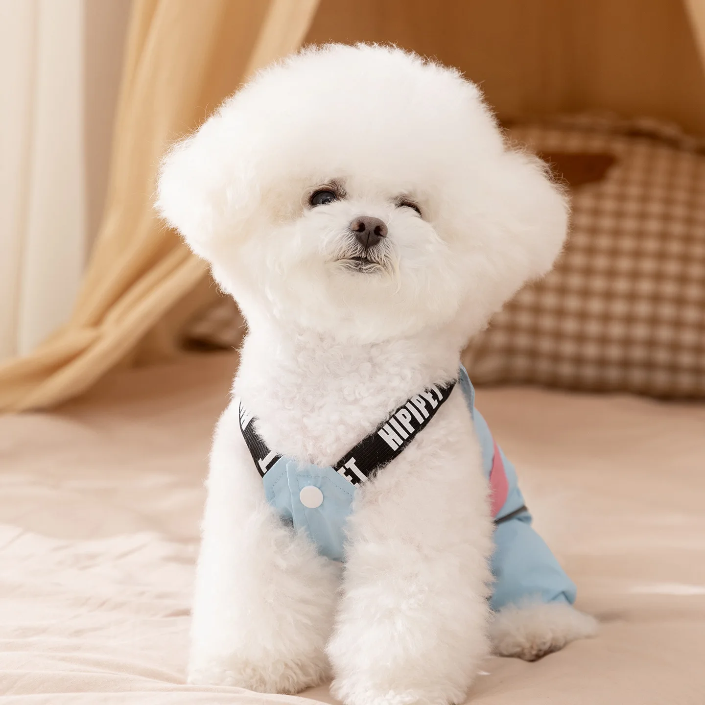 Otoño e Invierno, monos coloridos para mascotas, dos patas para mascotas, perros pequeños y medianos, mono para gatos al aire libre, ropa para cachorros - imagen 3