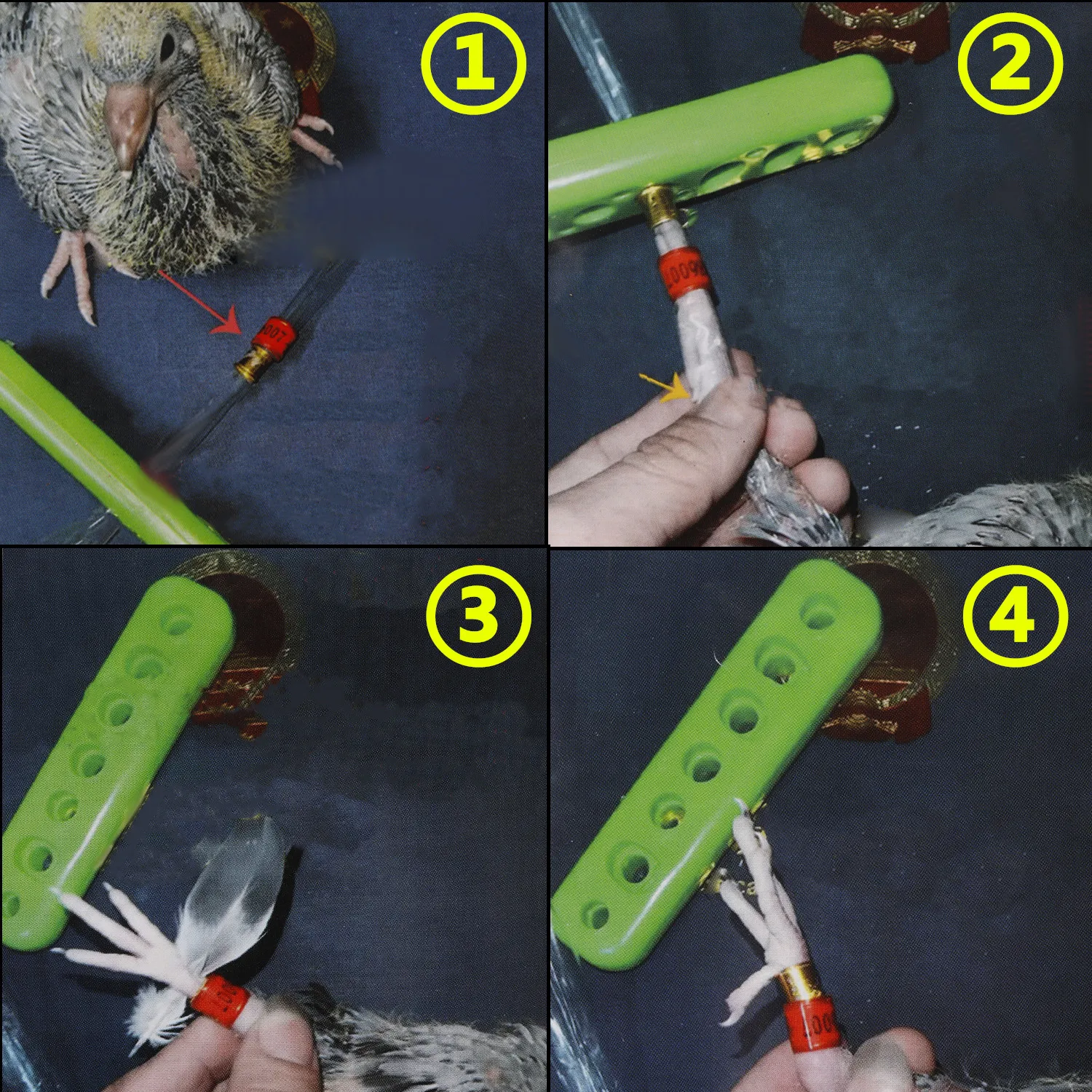 Instalador de anillo para pie de paloma, diseño multiagujero, ahorro de esfuerzo, protege los palomas jóvenes para carreras de palomas, anillo para pie de Paloma, 1 Juego - imagen 3