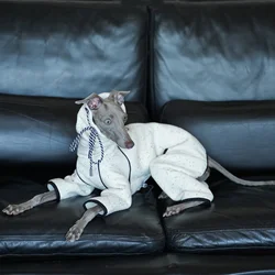 Abrigo de invierno para perros: Bedlington, Galgo Italiano y Whippet