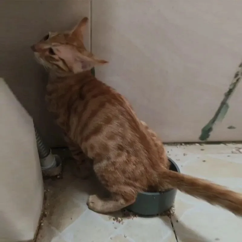 Inodoro para gato con drenaje directo – apto para baño - imagen 5