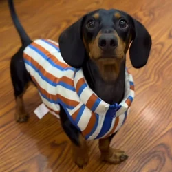 Chaqueta de invierno para perro salchicha blanca y azul con botones