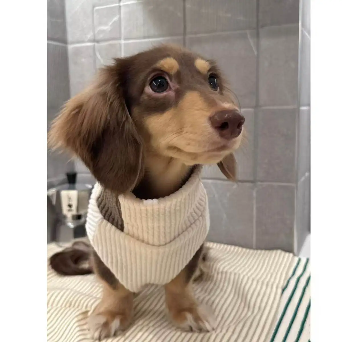 Suéter cuello alto para perro salchicha - Jersey cálido para perro pequeño - imagen 5