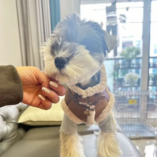 Camisa inferior de cuatro patas con cuello alto para otoño e invierno para mascotas, camisa inferior de cuatro patas para perros, Schnauzer, oso, Teddy, pijamas para perros, ropa para cachorros - imagen 3