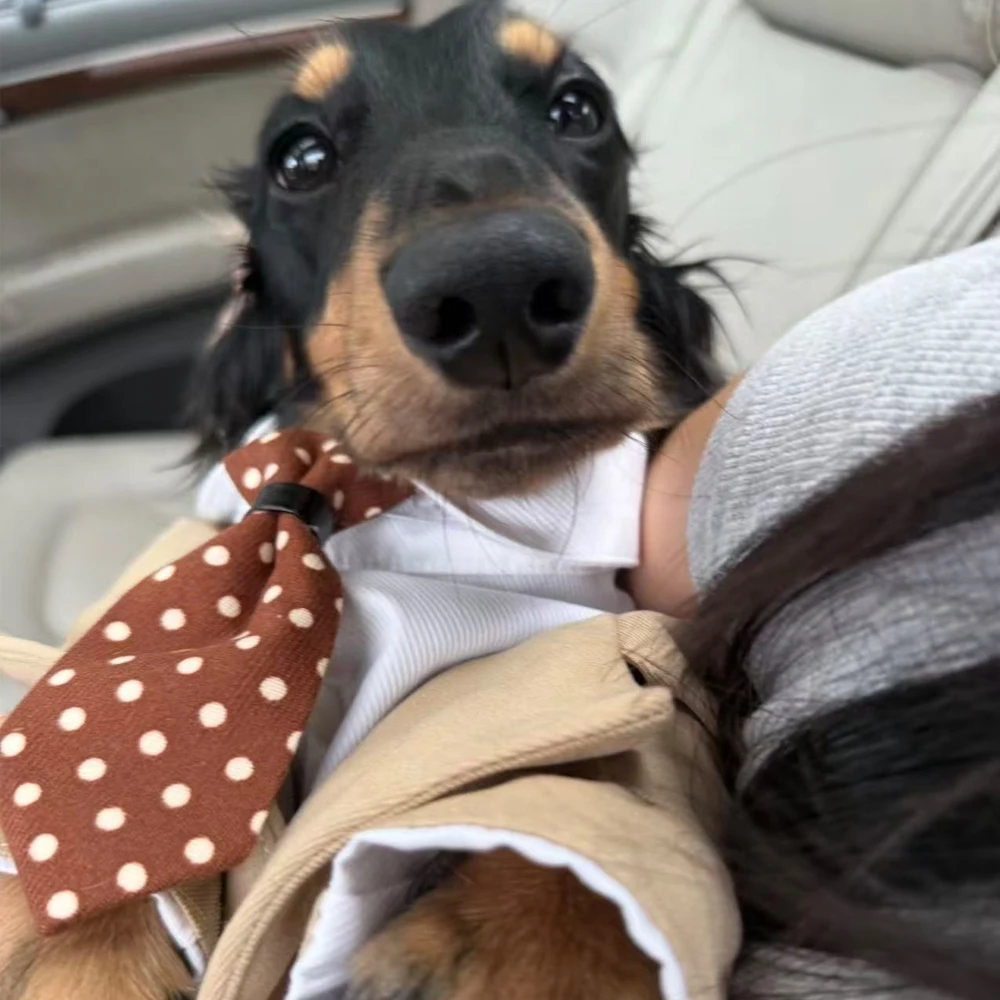 Traje formal para perro Dachshund con corbata marrón – Bodas - imagen 5