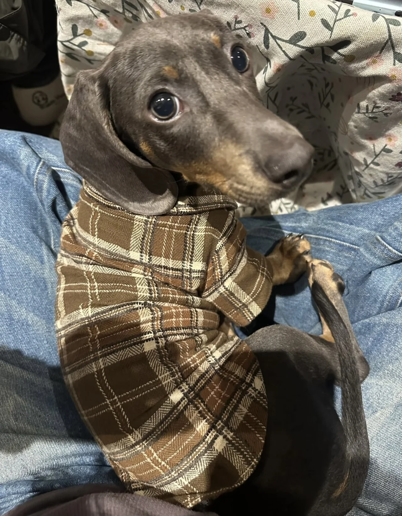 Camisa a cuadros de moda, ropa para perros salchicha de 2 patas, ropa de descanso marrón para perros Wiener, disfraces de primavera para salchichas - imagen 4