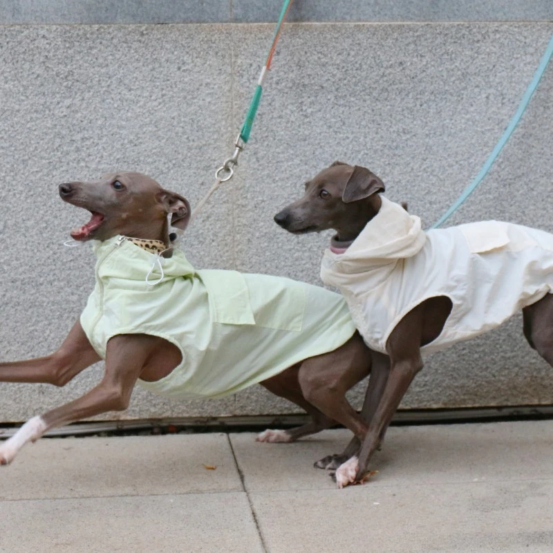 Chaleco impermeable con protección solar para galgo italiano