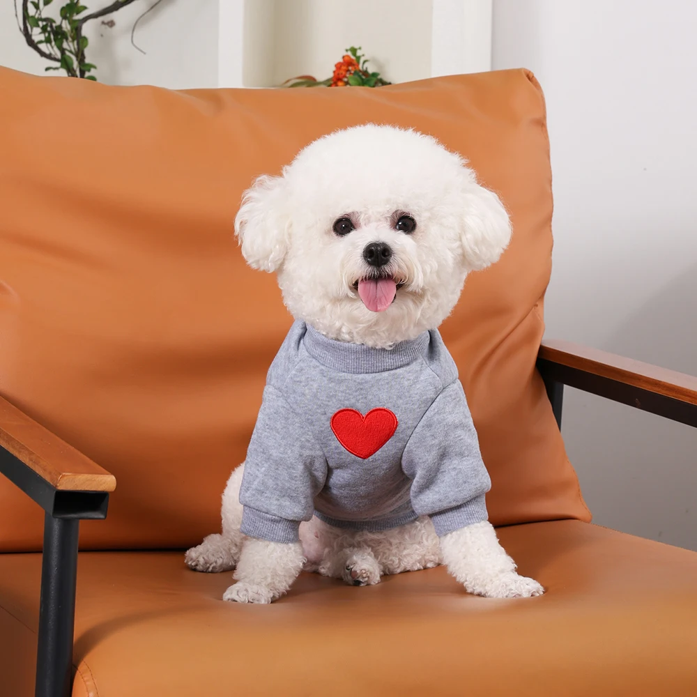 Perro pequeño con sudadera en exteriores