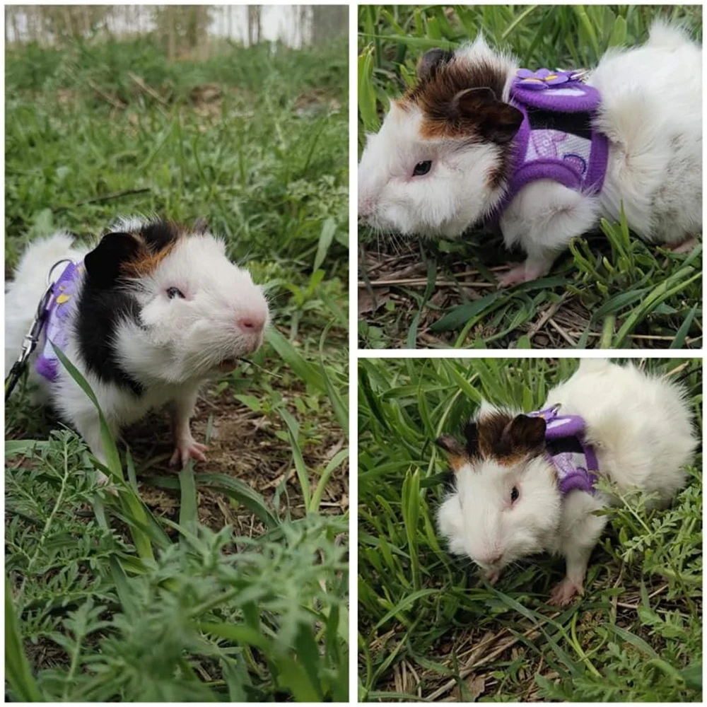 Arnés para hámster, chaleco, conjunto de correa ajustable con lazo para mascotas, conejos, conejillos de indias, Chinchilla, hurón, accesorios para animales pequeños - imagen 5