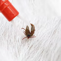 Herramienta para eliminar piojos y pulgas para mascotas, eliminador de garrapatas eficaz para perros y gatos, minibolígrafo portátil, suministros para el cuidado de cachorros